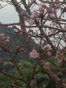 朝・夕は寒くなりましたが