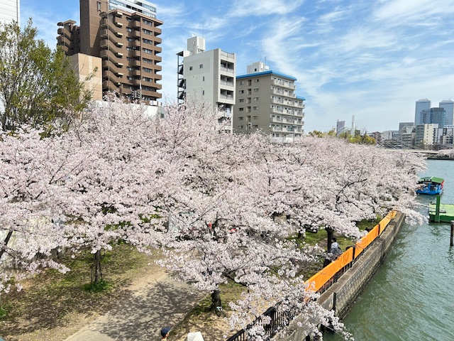 桜が満開です